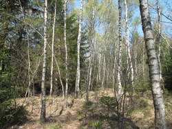 Bild_2; 245397