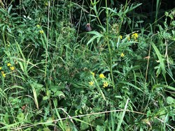 Bild_3; 246075